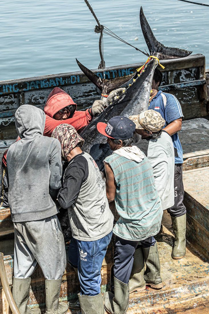 Pendaratan Ikan Tuna di Benoa Bali
