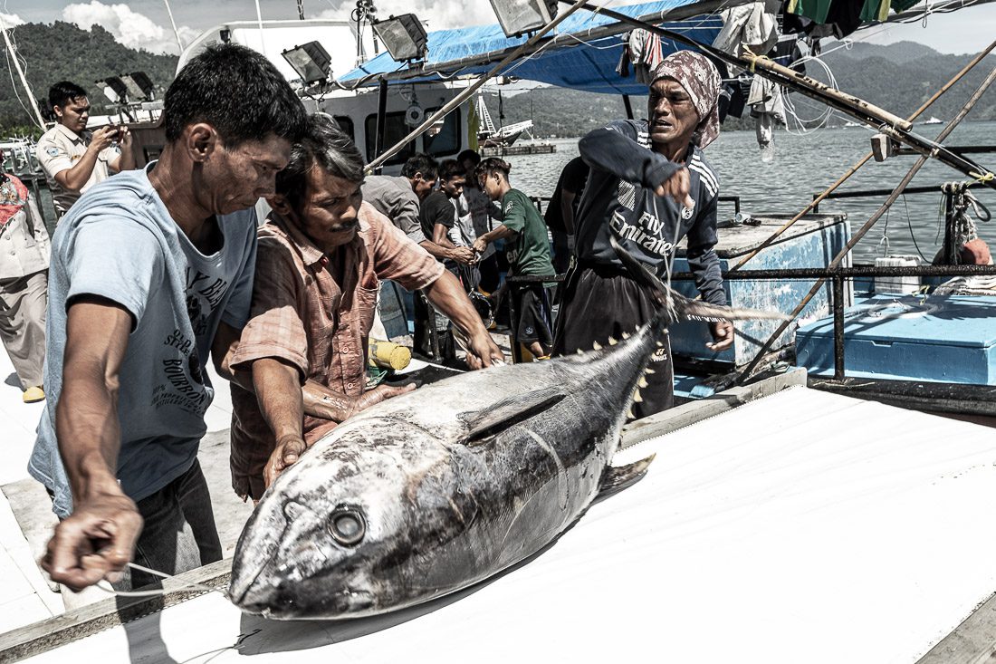 Pembongkaran Ikan Tuna di PPS Bungus