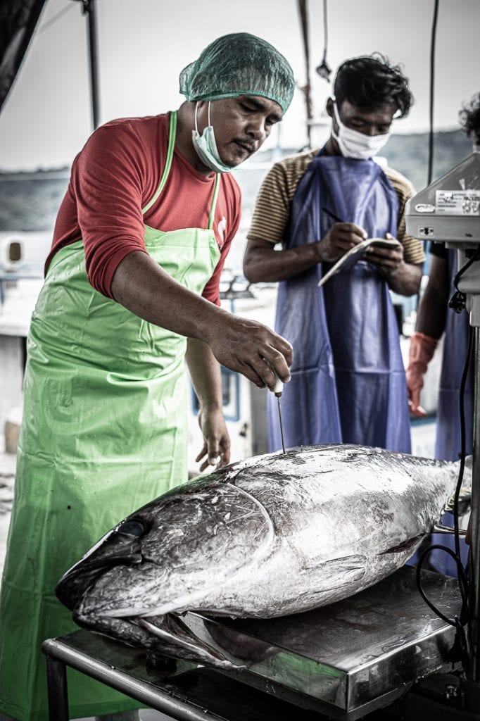Pencatatan Suhu Ikan Tuna Segar
