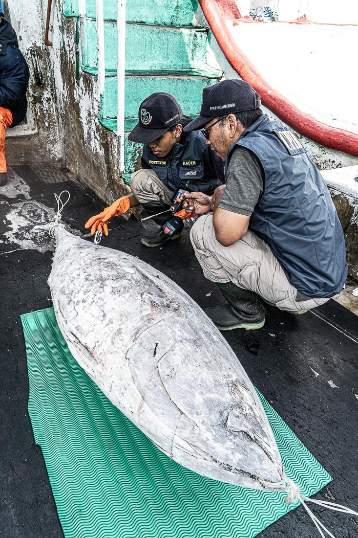 Pencatatan Suhu Ikan Tuna Beku
