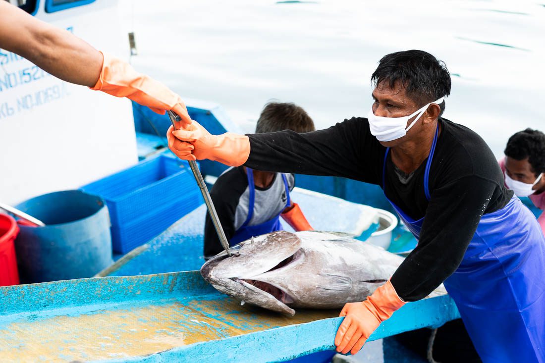 Proses Pendaratan Tuna Segar di PPS Bitung