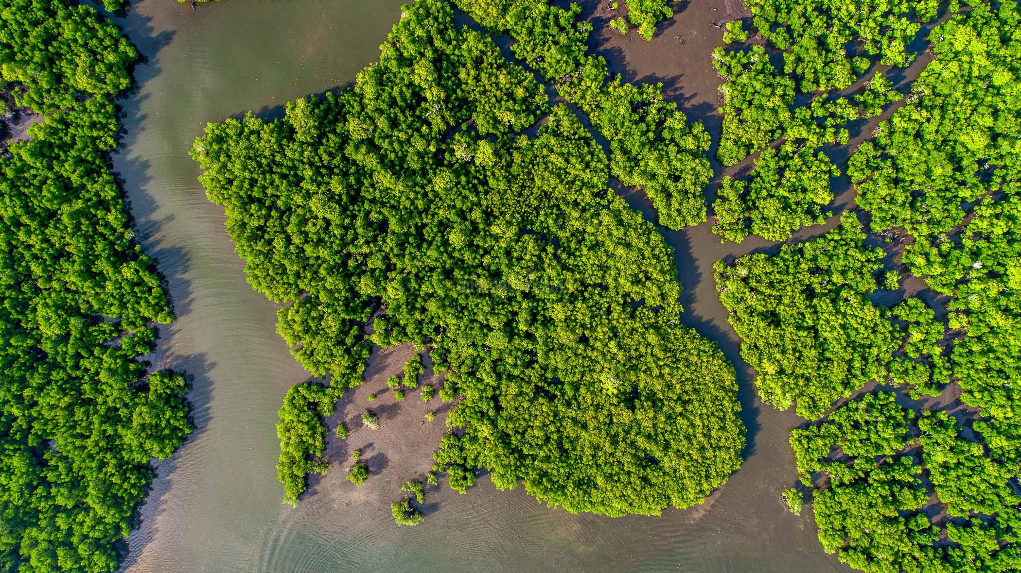 Hamparan Hutan Mangrove Kepulauan Aru-2