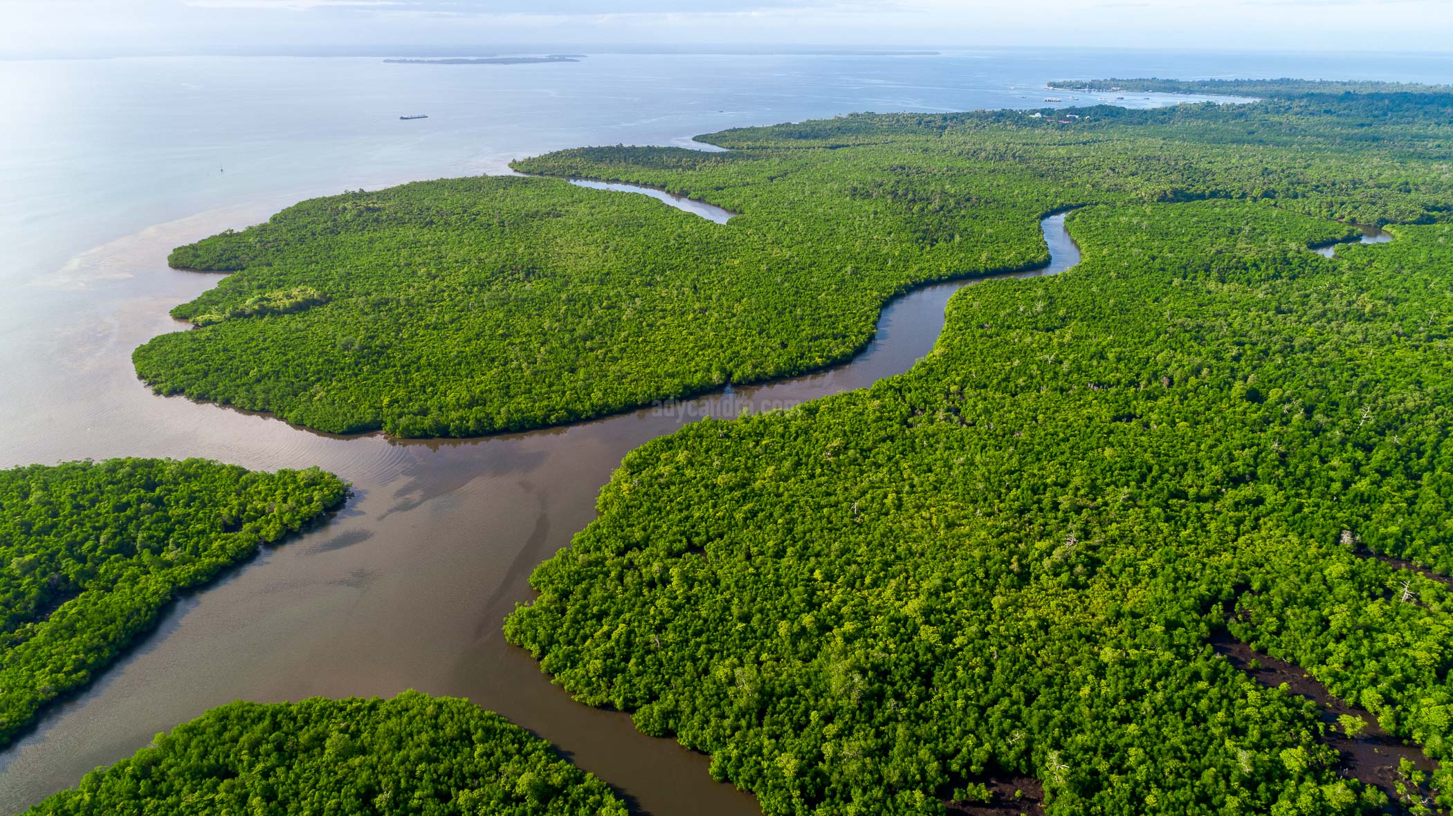 Hutan Mangrove Kepulauan Aru-2
