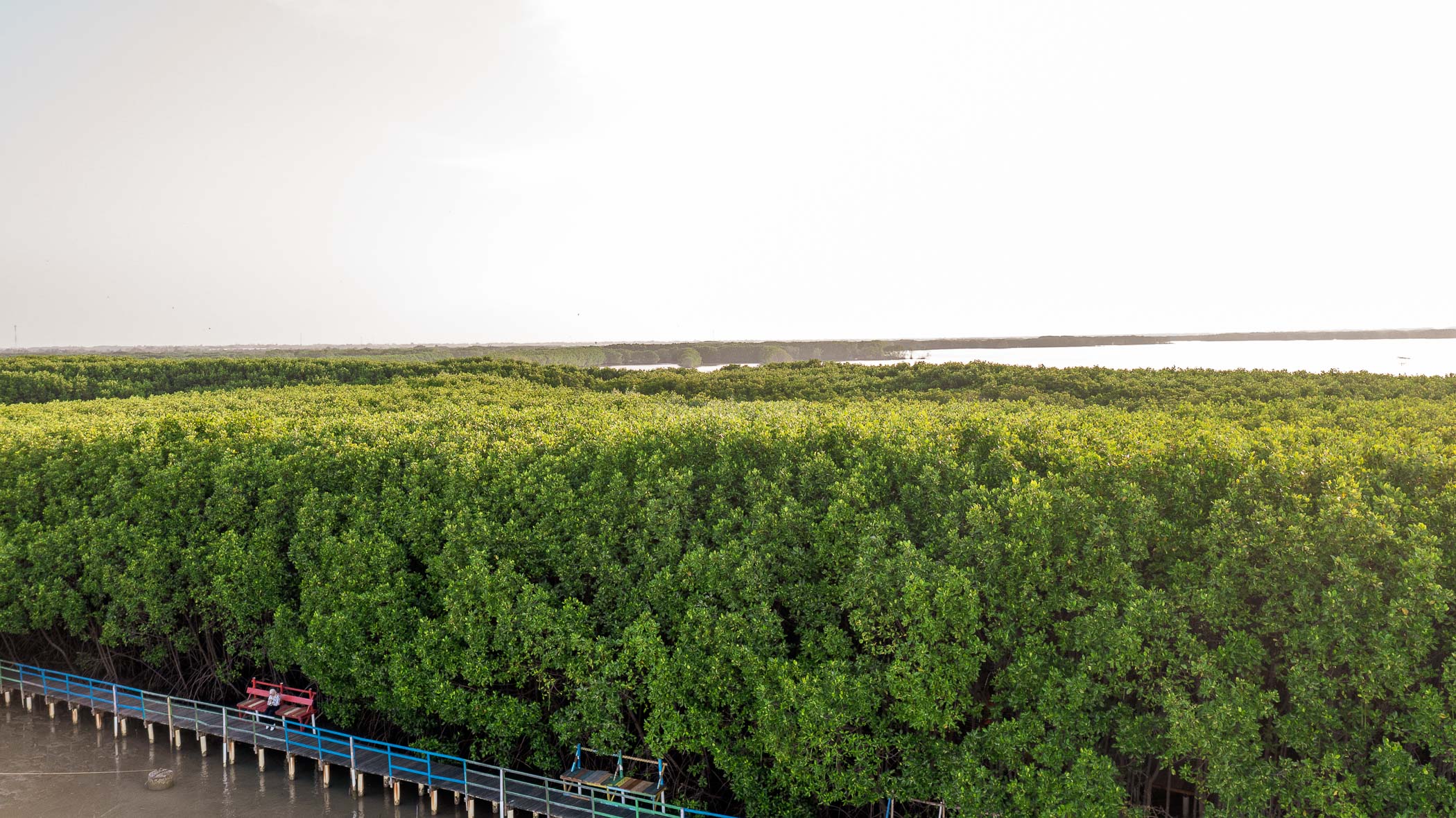 Mangrove Ekowisata Pandansari Brebes