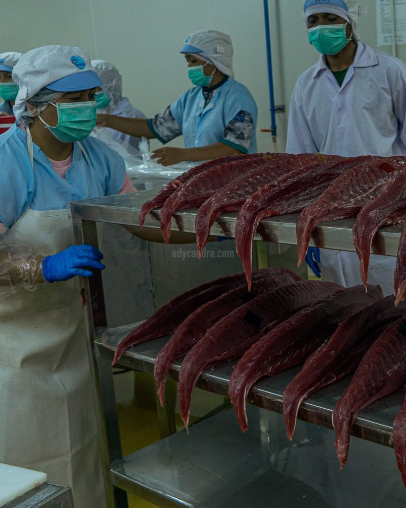 Tuna Processing