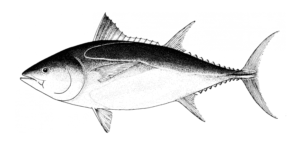 Southern bluefin tuna (Thunnus maccoyii)