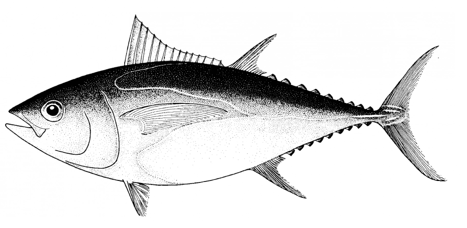 Bigeye Tuna (Thunnus obesus)