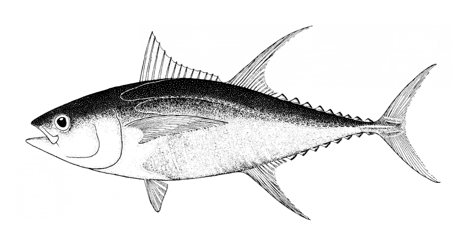 Yellowfin tuna (Thunnus albacares)