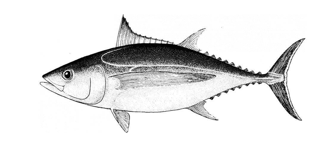 Albacore tuna (Thunnus alalunga)