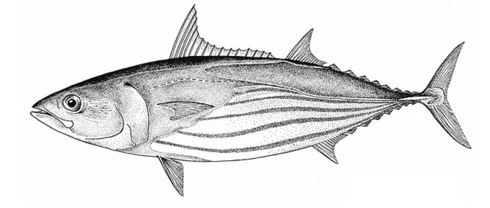 Skipjack tuna (Katsuwanus pelamis)