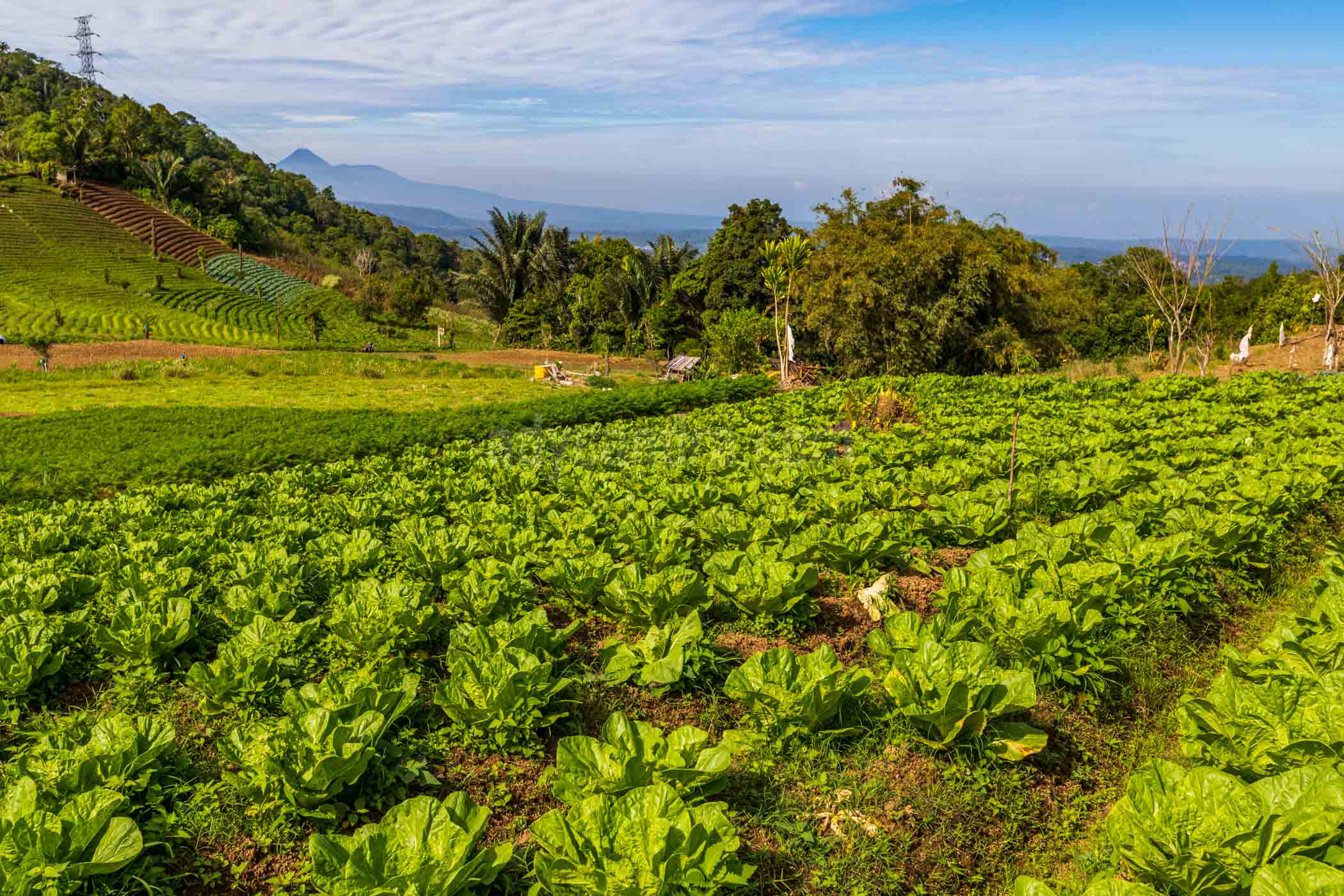 Cabbage Garden in Rurukan Most cabbage farming in Indonesia is dry land of highland.
