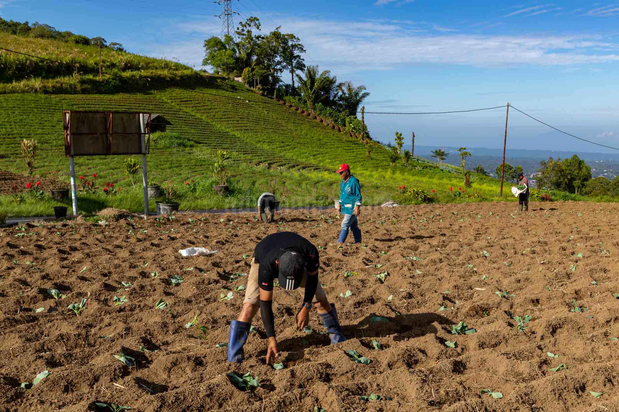 Instagram Cabbage Garden in Rurukan North Sulawesi The soil management is a part of important to increasing of cabbage productivity.