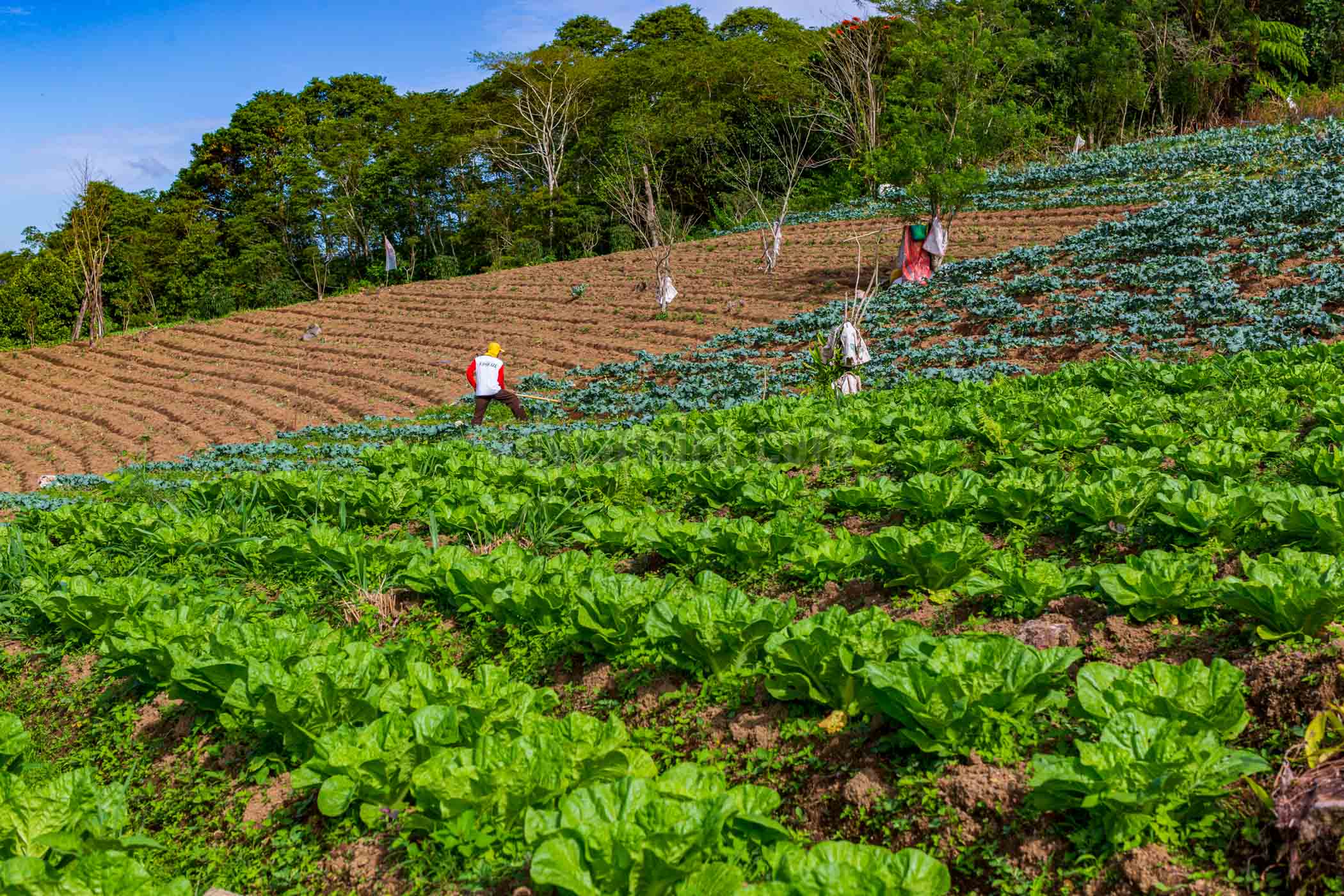 Slope Vegetable Garden The cabbage is one of vegetables was planted in Rurukan Tomohon, North Sulawesi